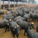 gober-colletion-points