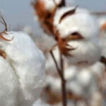 COTTON-SEASON
