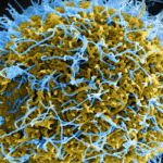 abula-virus