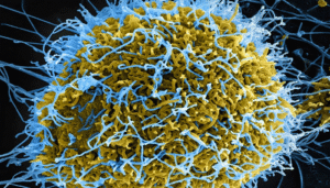 abula-virus