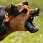 hindituwa