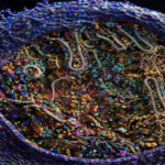 cell