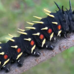 insect