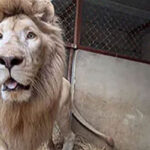lion