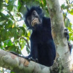 monkey