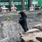 bear