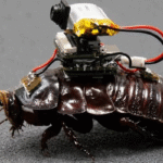 cockroch