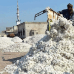 cotton