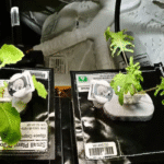 plants