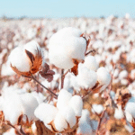 coton