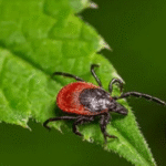 insect