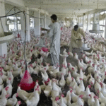 poultry