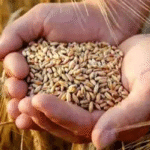 wheat