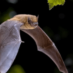Bats