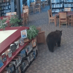 bear