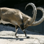 markhor