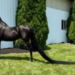 tail
