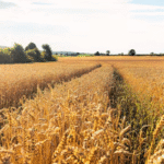 wheat